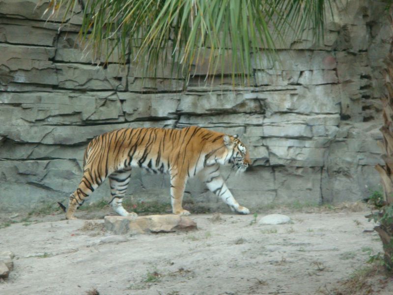 tiger